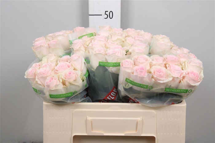 <h4>R Gr Revival Sweet</h4>