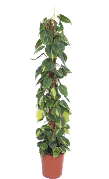 <h4>Philodendron Brasil</h4>