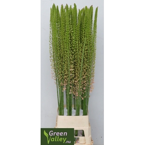 EREMURUS ROMANCE
