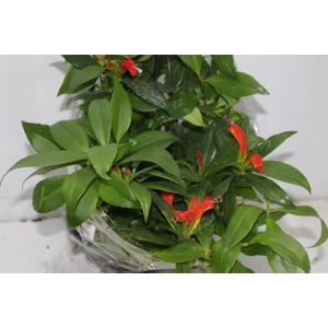 AESCHYNANTHUS SPECIOSUS C21