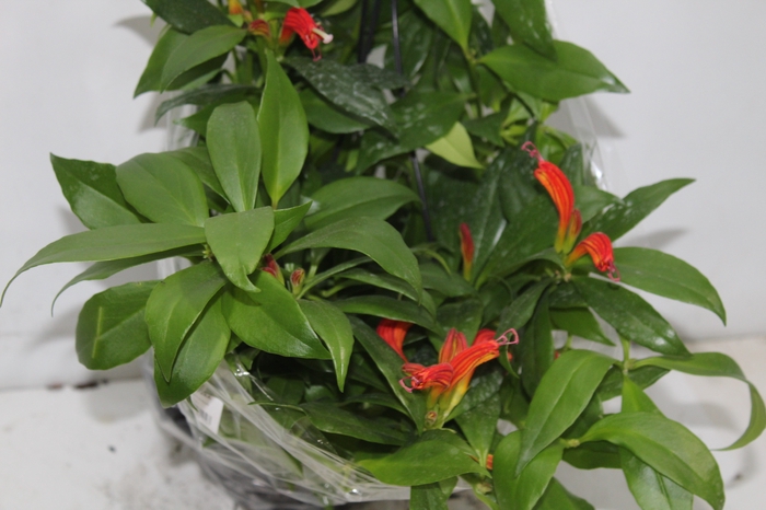 <h4>AESCHYNANTHUS SPECIOSUS C21</h4>