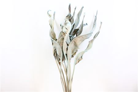 Dried Strelitzia 10pc Frosted Light Blue Bunch