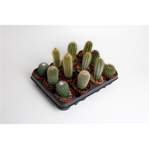cactus mix 8.5 cm