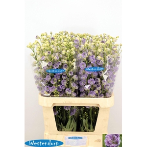 Delph El Du Kissi Blush Milka