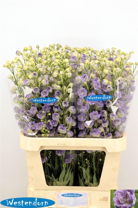 <h4>Delph El Du Kissi Blush Milka</h4>