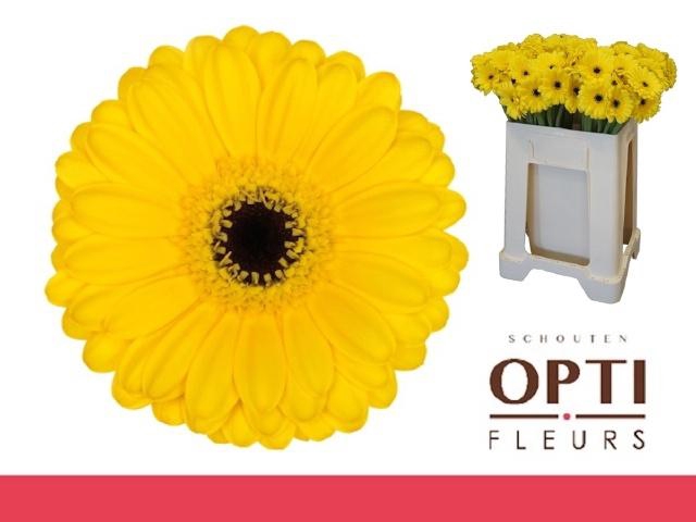 <h4>GE MI PACMAN</h4>