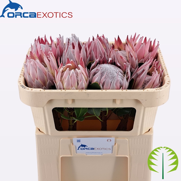 <h4>PROTEA CYNAROIDES</h4>