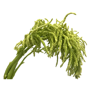 AMARANTHUS VERDE