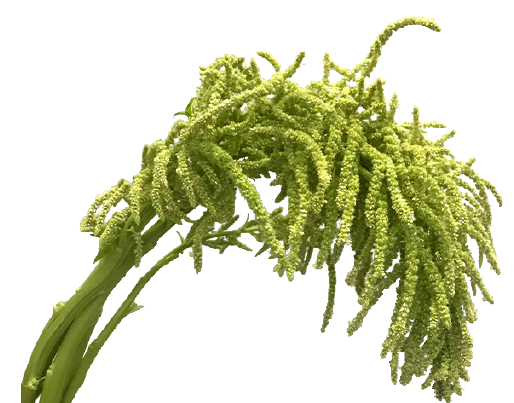 AMARANTHUS VERDE PENDENTE 080 CM