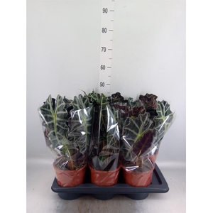 Alocasia amazonica 'Polly'