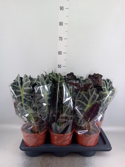 <h4>Alocasia amazonica 'Polly'</h4>