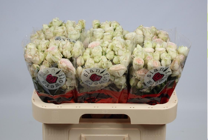 <h4>R TR SWEET BLOSSOMS</h4>