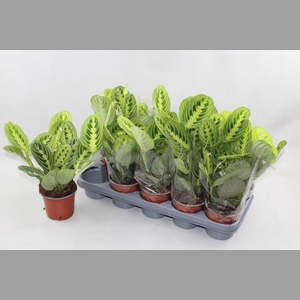MARANTA LEMON
