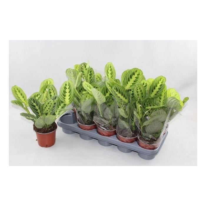 <h4>MARANTA LEMON</h4>