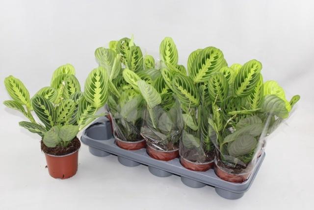 MARANTA LEMON