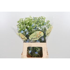 Delphinium En Ballkleid