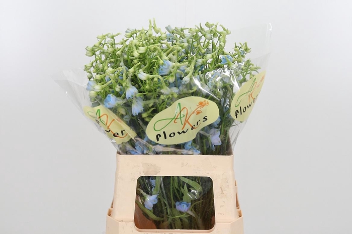 <h4>Delphinium En Ballkleid</h4>