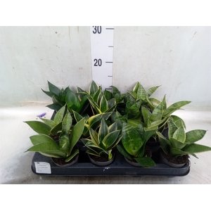 Sansevieria trifa.   ...