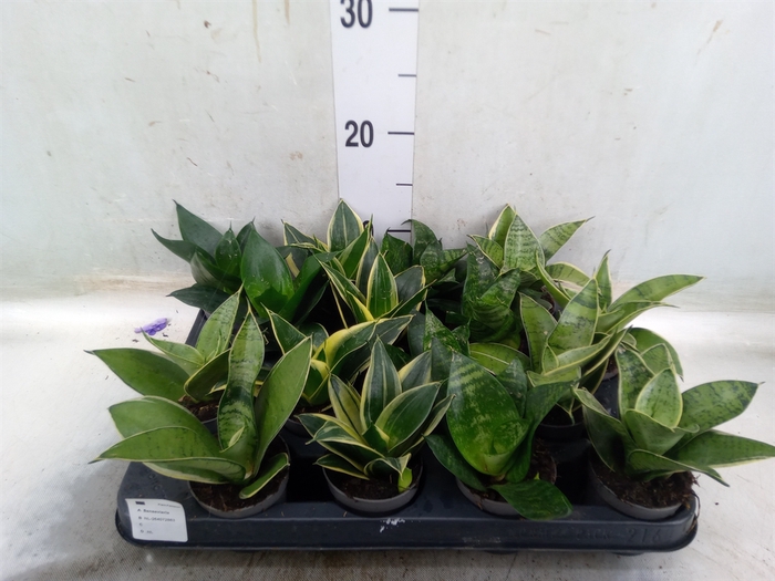 <h4>Sansevieria trifa.   ...</h4>