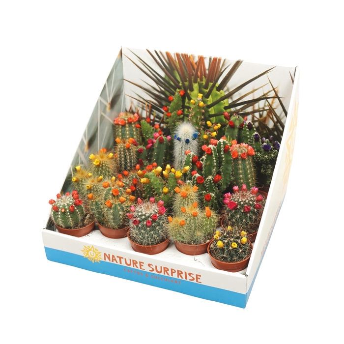 <h4>Cactus mix strobloem 5,5 cm in presentatiedoos</h4>