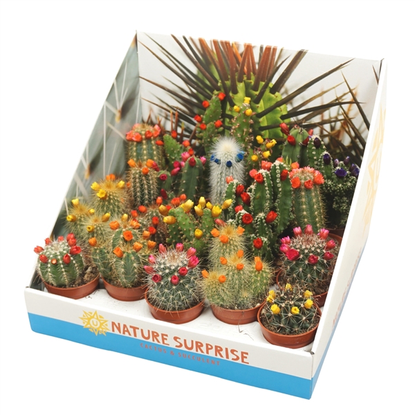 Cactus mix strobloem 5,5 cm in presentatiedoos