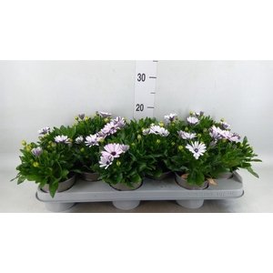Osteospermum  'Margarita White'