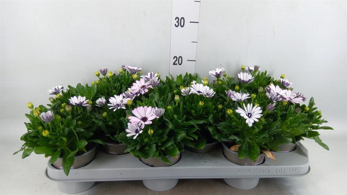 <h4>Osteospermum  'Margarita White'</h4>