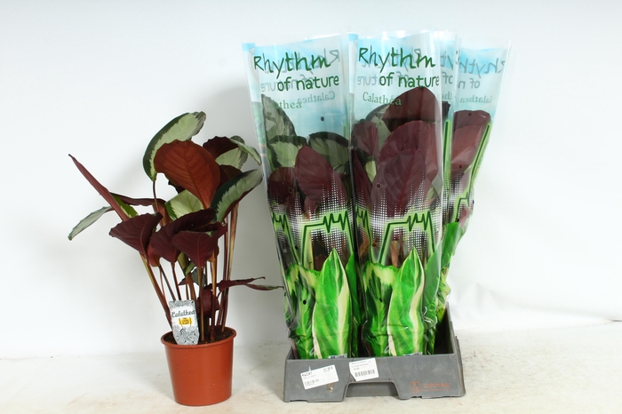<h4>CALAT PICT ARGENTEA</h4>