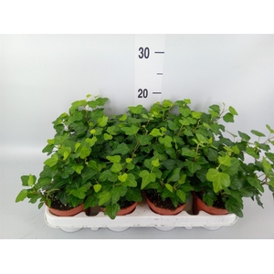 Hedera helix 'Wonder'
