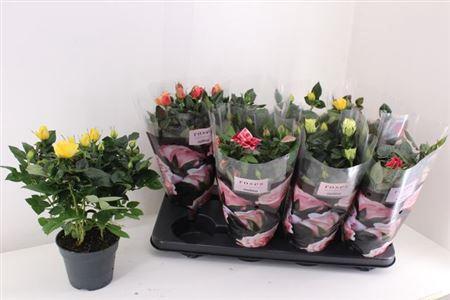 <h4>Ro Pathit Gem 6 Srt</h4>