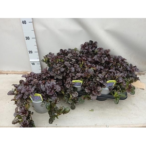Ajuga Ff N Nightinga