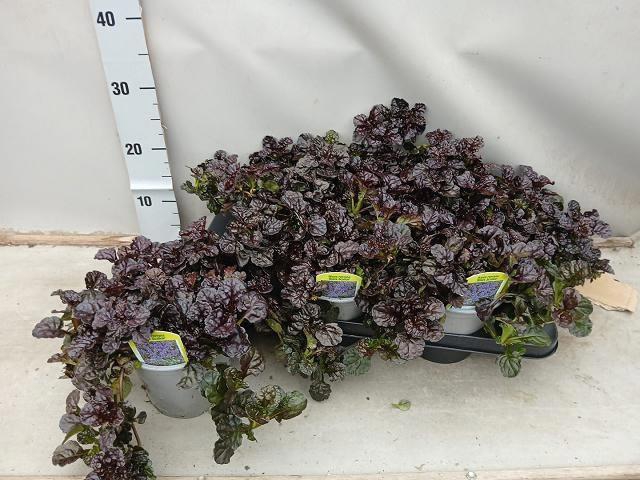 <h4>Ajuga Ff N Nightinga</h4>