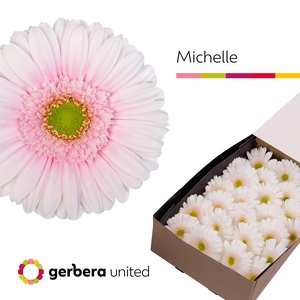 Gerbera Michelle Doos