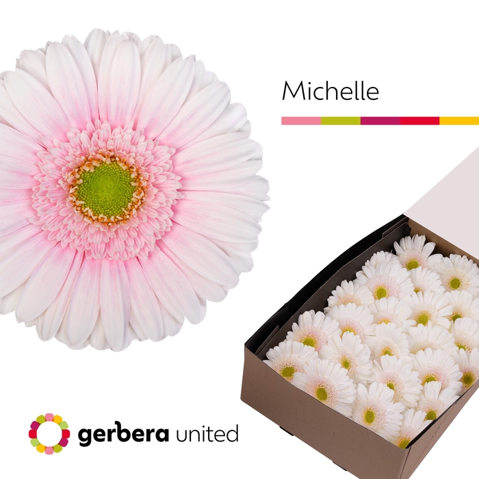 <h4>Gerbera Michelle Doos</h4>