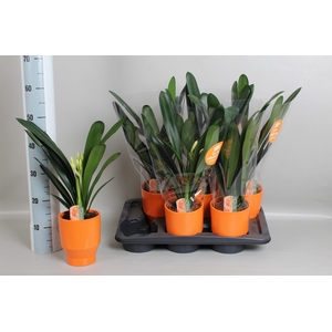 CLIVIA MI