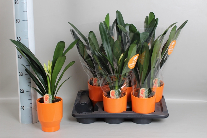 <h4>CLIVIA MI</h4>