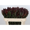 Leucadendron Saf Sunset Dark Red