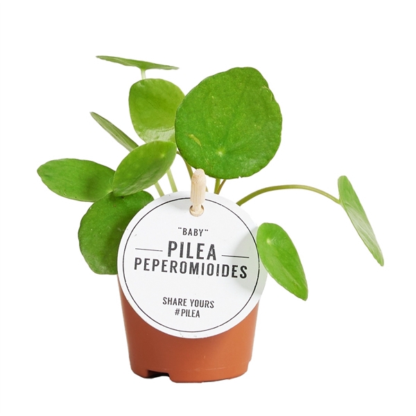 <h4>Pilea Peperomioides Baby</h4>