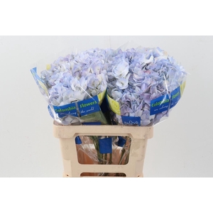 Hydr Lilac Blush Select