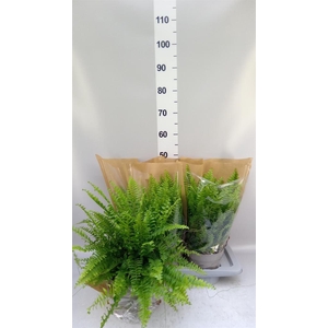 Nephrolepis exal. 'Sonata'