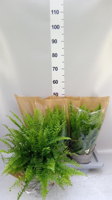 <h4>Nephrolepis exal. 'Sonata'</h4>