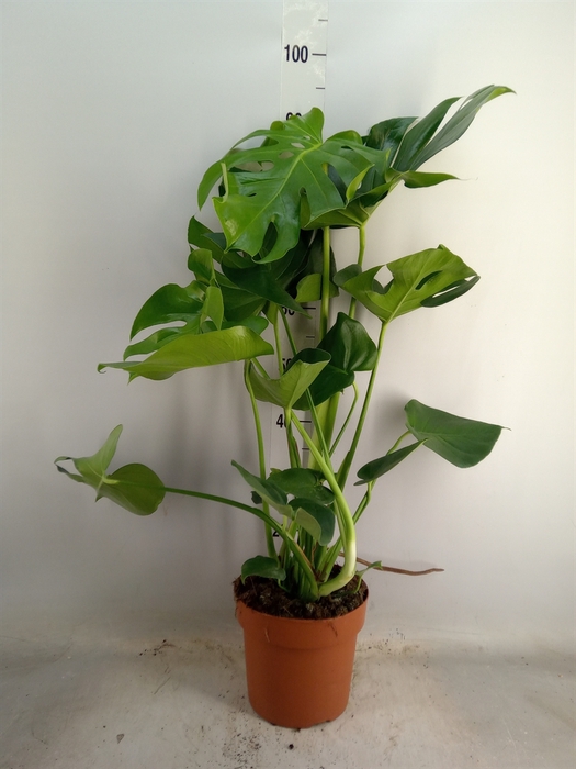 <h4>Monstera delic.</h4>