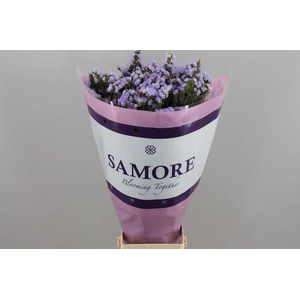 LIMONIUM SINUATUM 'DONAU BIRDS'