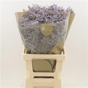 Limonium Safora Lilac
