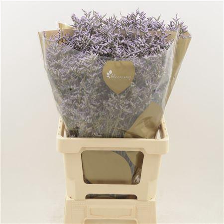 <h4>Limonium Safora Lilac</h4>
