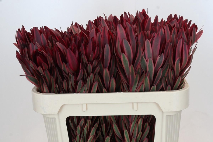 <h4>Leucadendron Jester</h4>