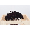 Cosmos Black Beauty