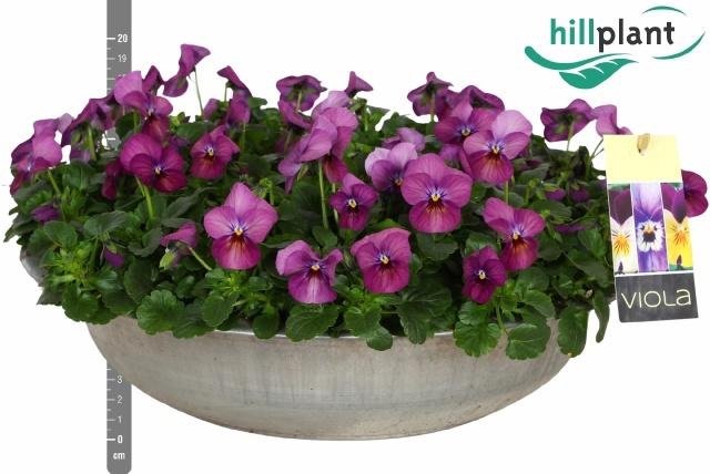 <h4>VIO CO ADMIRE PINK</h4>