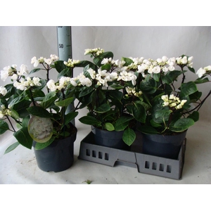 Hydrangea mac.   ...