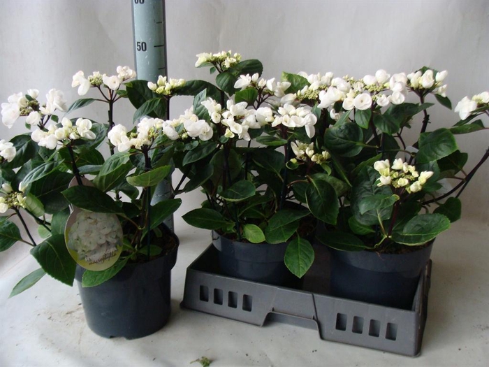 <h4>Hydrangea mac.   ...</h4>